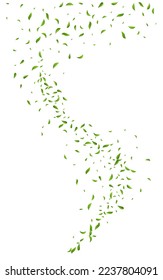 Swamp Foliage Motion Vector White Background Design. Falling Leaf Border. Forest Leaves Realistic Branch. Greens Wind Pattern.