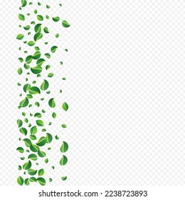 Vector de la naturaleza del follaje del pantano Fondo transparente. Planta De Hojas Transparente. Afiche de la primavera de la Casa de la Moneda Verde. Sale de la sección de vuelos.