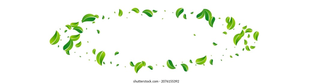 Patrón de fondo blanco Panorámico del Vector Orgánico del Foliage del pantano. Diseño de hojas voladoras. Cartel de la moción de la Casa de la Moneda Verde. Deja el fondo de escritorio de la naturaleza.