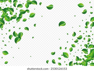 Swamp Foliage Organic Vector Transparent Background. Tea Leaf Template. Grassy Leaves Forest Poster. Greens Ecology Branch.