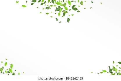 Swamp Foliage Organic Vector White Background Plant. Herbal Greenery Design. Grassy Leaf Realistic Pattern. Leaves Falling Illustration.