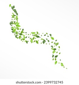 Swamp Foliage Organic Vector White Background Branch. Tea Greenery Concept. Lime Leaf Ecology Template. Leaves Fresh Pattern.