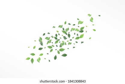 Ilustración De Fondo Blanco Realista Del Vector Del Foliage Del Pantano. Patrón de hojas frescas. El fondo vegetal de oliva. Deja El Concepto Del Viento.