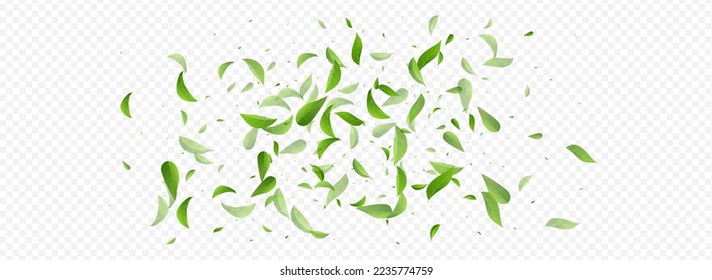 Swamp Foliage Spring Vector Panoramic Transparent Background Poster. Wind Leaves Branch. Lime Greens Organic Backdrop. Leaf Swirl Wallpaper.