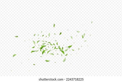 Swamp Foliage Spring Vector Transparent Background Pattern. Forest Greens Plant. Mint Leaf Wind Backdrop. Leaves Organic Poster.