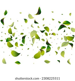 Swamp Foliage Spring White Vector Background Border. Flying Greens Poster. Mint Leaf Forest Banner. Leaves Abstract Illustration.