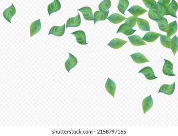 Sumpf-Foliage-Swirl-Vektordurchsichtige Hintergrundgrenze. Ökologie-Grünbanner. Grünes Leaf frisches Konzept. Lassen Sie die Frühlingsdarstellung.