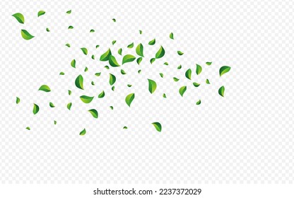 Swamp Foliage Tea Vector Transparent Background. Spring Leaf Poster. Lime Leaves Flying Plant. Greens Falling Concept.