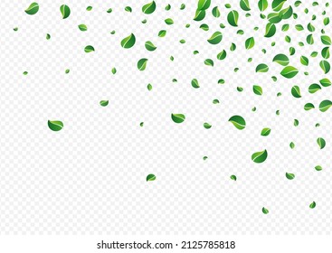 Swamp Foliage Transparent Vector Transparent Background. Tea Leaves Plant. Green Greens Abstract Template. Leaf Wind Poster.