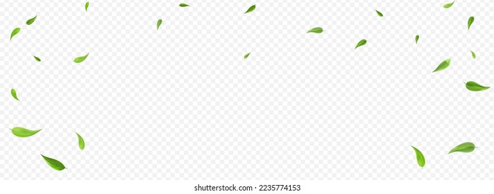 Swamp Foliage Transparent Vector Panoramic Transparent Background Design. Motion Leaf Illustration. Grassy Leaves Falling Concept. Greens Tree Backdrop.