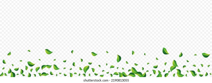 Swamp Foliage Tree Vector Panoramic Transparent Background. Fresh Leaves Poster. Mint Greens Abstract Plant. Leaf Nature Illustration.