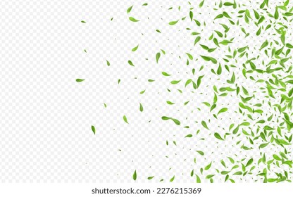 Swamp Foliage Tree Vector Transparent Background Banner. Forest Greens Template. Forest Leaves Blur Poster. Leaf Swirl Border.