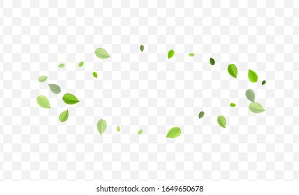 Swamp Foliage Vector Banner. Lime Greens Tree Backdrop. Transparent Branch. Green Leaf Swirl Brochure.
