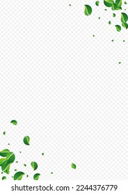 Swamp Foliage Wind Vector Transparent Background. Nature Leaves Design. Green Leaf Realistic Branch. Greens Herbal Banner.