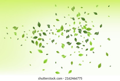 Swamp Foliage Wind Vector White Background. Realistic Leaves Backdrop. Green Greens Tree Brochure. Leaf Organic Branch.