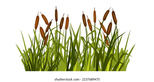 Swamp grass illustration, vector reed plant, marsh bush, pond cattail shrub, cartoon nature clipart. Landscape river floral design element, green isolated blades, leaf vegetation. Swamp lake grass