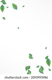Plantilla de fondo blanco para vectores voladores de vegetación de pantano. Rama de hojas abstractas. Patrón Orgánico de la Hoja de Menta. Foliage Wind Backdrop.