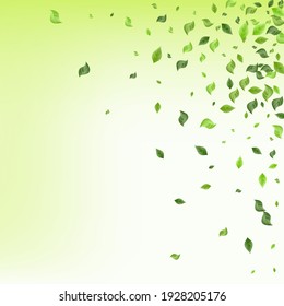 Swamp Greenery Forest Vector Green Background Plant. Ecology Leaves Concept. Mint Leaf Swirl Wallpaper. Foliage Wind Template.