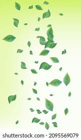 Swamp Greenery Fresh Vector Green Background Illustration. Ecology Foliage Branch. Grassy Leaf Swirl Template. Leaves Abstract Plant.