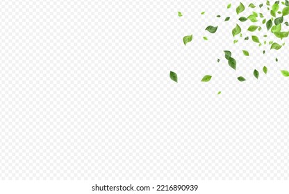 Papel de fondo transparente para el vector de la naturaleza de la vegetación del pantano. Patrón de hojas de primavera. Ilustración De La Caída Del Foliage Verde. Deja una pancarta de hierbas.