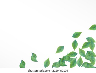 Swamp Greenery Realistic Vector White Background Poster. Herbal Leaves Pattern. Mint Leaf Ecology Branch. Foliage Spring Illustration.