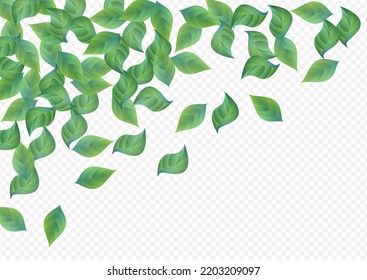 Swamp Greenery Tea Vector Transparent Background Concept. Herbal Leaves Wallpaper. Green Foliage Tree Design. Leaf Falling Plant.