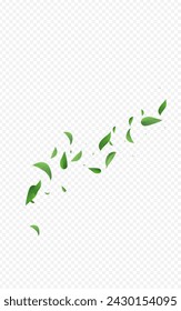 Swamp Greens Blur Vector Transparent Background Plant. Tea Leaf Banner. Forest Leaves Falling Template. Foliage Transparent Concept.