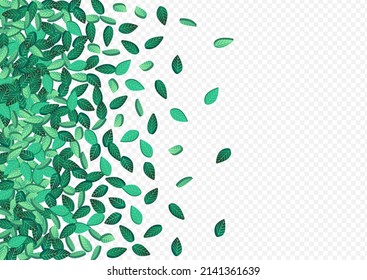 Swamp Greens Falling Vector Transparent Background Poster. Abstract Leaves Illustration. Mint Leaf Realistic Brochure. Foliage Forest Plant.