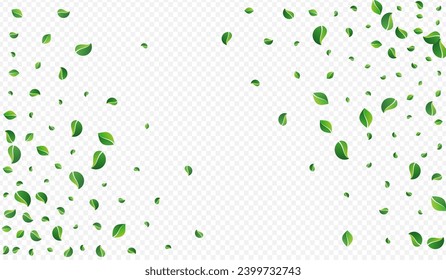 Swamp Greens Falling Vector Transparent Background. Wind Leaves Plant. Lime Foliage Organic Brochure. Leaf Realistic Illustration.