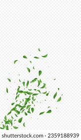 Swamp Greens Fly Vector Transparent Background Template. Tree Leaves Banner. Mint Foliage Herbal Brochure. Leaf Ecology Wallpaper.