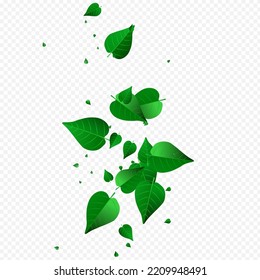 Swamp Greens Forest Vector Transparent Background Concept. Fresh Leaf Template. Olive Leaves Wind Backdrop. Foliage Tree Plant.