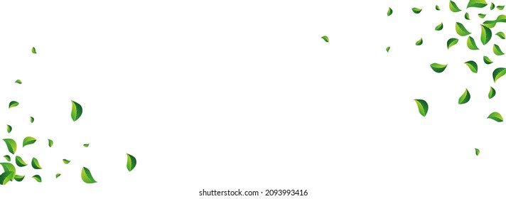El Vector Fresco Vegetal El Vegetador Es Un Fondo Panorámico Blanco. Ilustración De Hoja Realista. Subdivisión de Volado de Olivares. Deja El Folleto Resumen.
