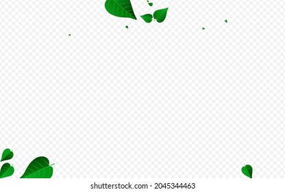 Swamp Greens Fresh Vector Transparent Background Brochure. Motion Foliage Branch. Forest Leaf Falling Border. Leaves Tea Poster.