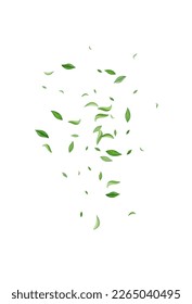 Swamp Greens Fresh Vector White Background Template. Ecology Leaves Poster. Mint Leaf Fly Concept. Foliage Herbal Wallpaper.