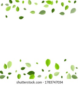 Swamp Greens Herbal Vector Brochure. Realistic Foliage Concept. Mint Leaves Tree Pattern. Leaf Fly Illustration.