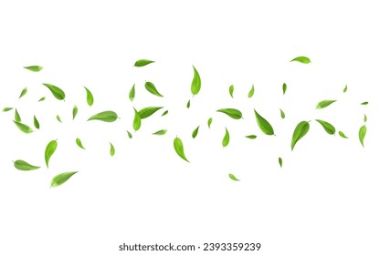 Swamp Greens Herbal Vector White Background Wallpaper. Transparent Leaves Concept. Mint Foliage Organic Banner. Leaf Abstract Template.