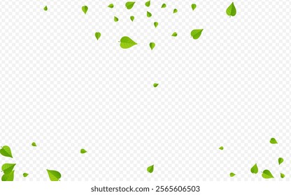 Swamp Greens Nature Vector Transparent Background Template. Tea Foliage Branch. Grassy Leaves Forest Banner. Leaf Falling Plant.