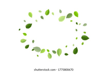 Swamp Greens Organic Vector Border. Flying Leaves Design. Mint Foliage Motion Brochure. Leaf Herbal Poster.