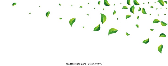 Swamp Greens Realistic Vector Panoramic White Background. Falling Foliage Poster. Green Leaf Organic Banner. Leaves Nature Plant.