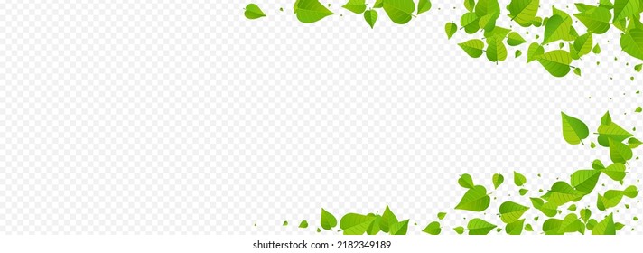 Swamp Greens Realistic Vector Panoramic Transparent Background Design. Fresh Foliage Brochure. Green Leaves Nature Branch. Leaf Flying Poster.