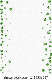 Swamp Greens Realistic Vector Transparent Background. Abstract Leaves Brochure. Olive Leaf Ecology Template. Foliage Wind Design.