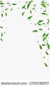 Sumpfgrün realistische Vektor transparenter Hintergrund Tapete. Vorlage für fallendes Blatt. Kalk Blattunschärfe Konzept. Verlässt das Frühlingsbanner.