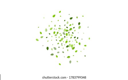 Swamp Greens Spring Vector Concept. Fresh Foliage Background. Olive Leaves Flying Wallpaper. Leaf Herbal Branch.