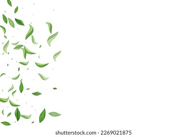 Swamp Greens Spring Vector White Background Poster. Wind Foliage Border. Mint Leaves Swirl Brochure. Leaf Tea Backdrop.