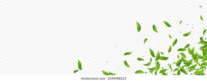 Swamp Greens Swirl Vector Panoramic Transparent Background Wallpaper. Blur Foliage Brochure. Forest Leaves Flying Border. Leaf Nature Backdrop.