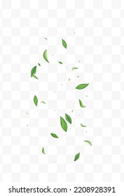 Swamp Greens Swirl Vector Transparent Background Banner. Organic Leaf Concept. Grassy Leaves Wind Branch. Foliage Spring Pattern.