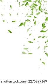 Swamp Greens Swirl Vector White Background Illustration. Realistic Leaf Template. Lime Foliage Spring Poster. Leaves Ecology Branch.