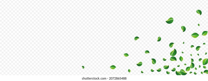Fondo Panorámico Transparente Panorámico Del Vector De Té De Los Verdes Del Pantano. Afiche de Foliage de primavera. Folleto sobre el movimiento de la hoja de cal. Deja El Concepto Del Viento.
