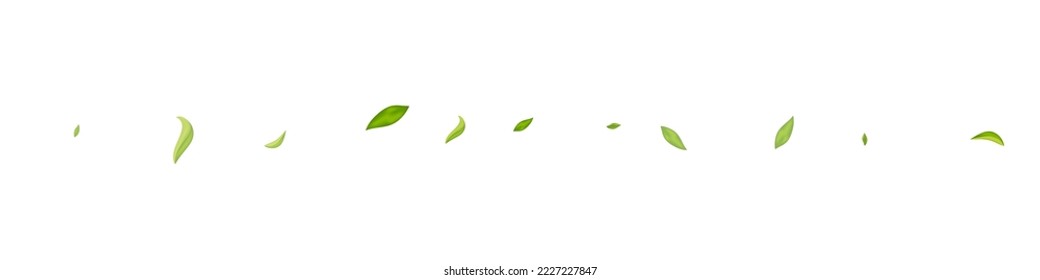 Swamp Greens Tea Vector White Panoramic Background Design. Nature Foliage Wallpaper. Grassy Leaf Flying Concept. Leaves Realistic Plant.