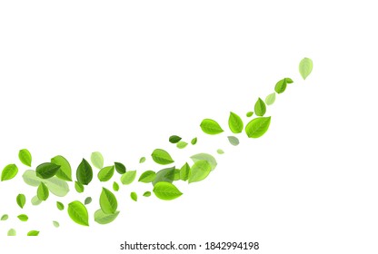 Swamp Greens Transparent Vector Brochure. Tea Foliage Pattern. Olive Leaf Fly Wallpaper. Leaves Forest Illustration.